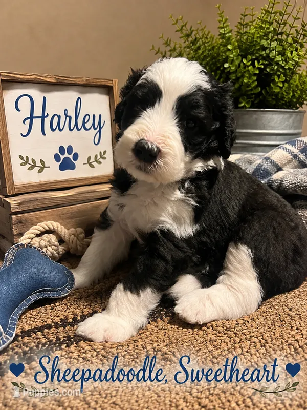 HARLEY – Sheepadoodle puppy for sale in Fort Worth, TX