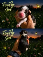 MINI FireFly Girl, a female Springer Doodle for sale in Fort Worth, TX – 1 of 1