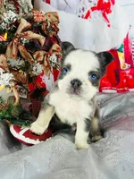 Squigs Boy, a male French Bulldog for sale in Fort Worth, TX – Photo 5 of 9