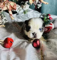 Squigs Boy, a male French Bulldog for sale in Fort Worth, TX – Photo 9 of 9