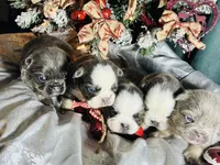 Squigs Boy, a male French Bulldog for sale in Fort Worth, TX – Photo 7 of 9