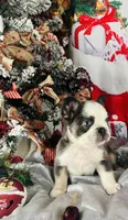 Squigs Boy, a male French Bulldog for sale in Fort Worth, TX – Photo 4 of 9