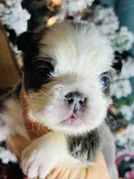 Squigs Boy, a male French Bulldog for sale in Fort Worth, TX – Photo 6 of 9