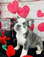 Squigs Boy, a male French Bulldog for sale in Fort Worth, TX – Photo 2 of 9