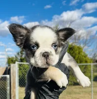 Squigs Boy, a male French Bulldog for sale in Fort Worth, TX – Photo 1 of 9