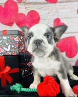 Squigs Boy, a male French Bulldog for sale in Fort Worth, TX – Photo 3 of 9