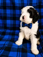 CASH BOY (MINI), a male Sheepadoodle for sale in Fort Worth, TX – 4 of 6