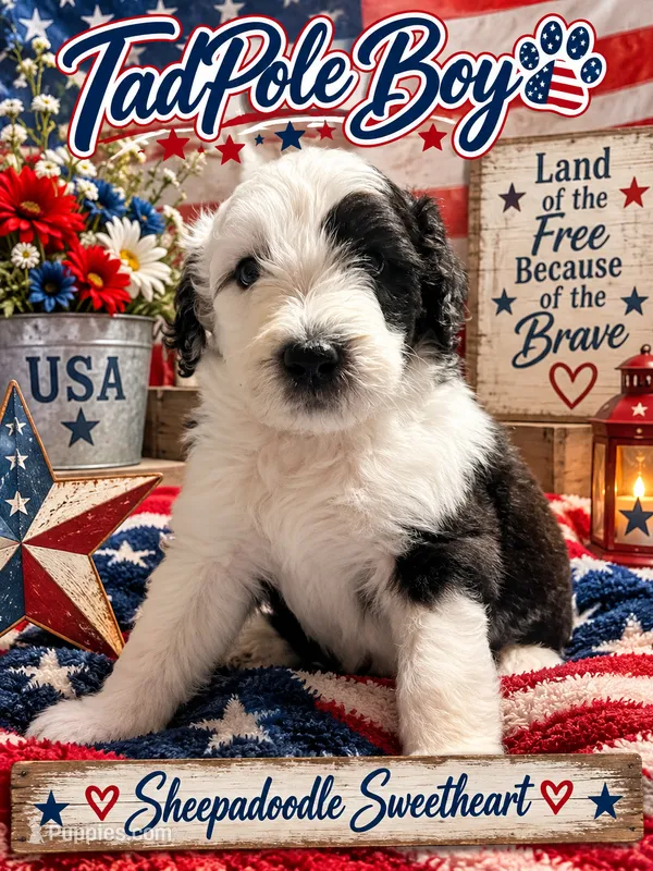 TADPOLE – Sheepadoodle puppy for sale in Fort Worth, TX