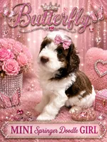 MINI ButterFly Girl, a female Springer Doodle for sale in Fort Worth, TX – 1 of 3