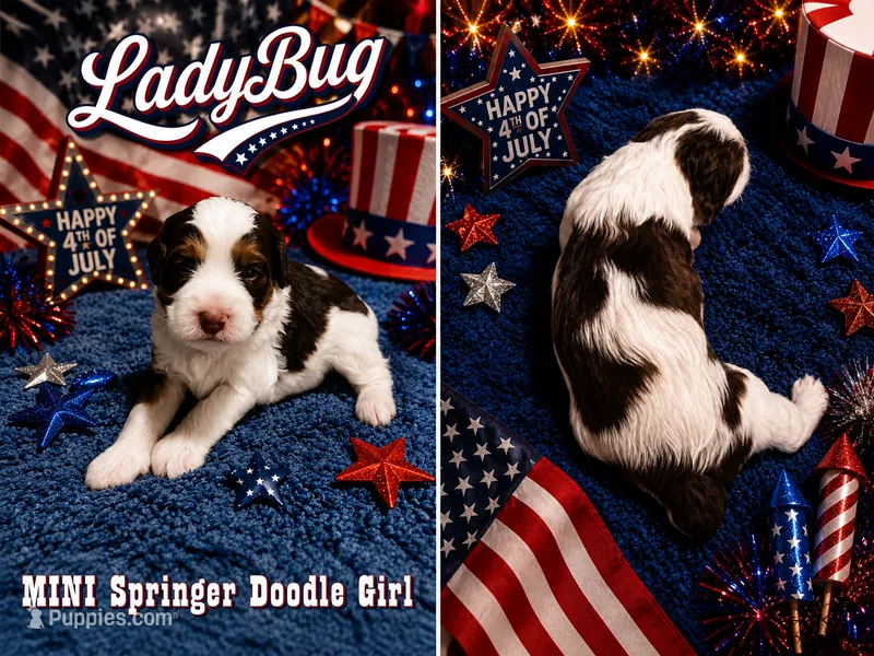 MINI LadyBug Girl – Springer Doodle puppy for sale in Fort Worth, TX