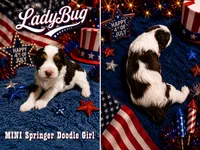 MINI LadyBug Girl, a female Springer Doodle for sale in Fort Worth, TX – 1 of 2