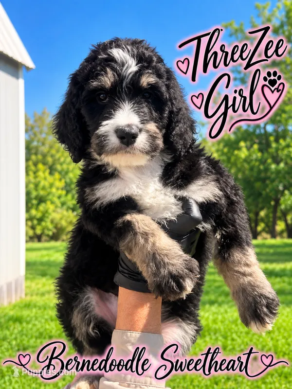ThreeZee – Bernedoodle puppy for sale in Fort Worth, TX
