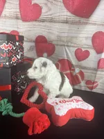 #3 GIRL, a female Jack Russell Terrier and Poodle - Miniature  for sale in Fort Worth, TX – Photo 3 of 5