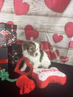 #3 GIRL, a female Jack Russell Terrier and Poodle - Miniature  for sale in Fort Worth, TX – Photo 5 of 5