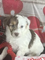 #3 GIRL, a female Jack Russell Terrier and Poodle - Miniature  for sale in Fort Worth, TX – Photo 1 of 5