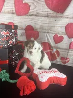 #3 GIRL, a female Jack Russell Terrier and Poodle - Miniature  for sale in Fort Worth, TX – Photo 4 of 5