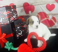 #5 BOY, a male Jack Russell Terrier and Poodle - Miniature  for sale in Fort Worth, TX – Photo 1 of 5