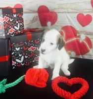 #5 BOY, a male Jack Russell Terrier and Poodle - Miniature  for sale in Fort Worth, TX – Photo 3 of 5