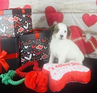 #5 BOY, a male Jack Russell Terrier and Poodle - Miniature  for sale in Fort Worth, TX – Photo 5 of 5