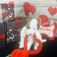 #5 BOY, a male Jack Russell Terrier and Poodle - Miniature  for sale in Fort Worth, TX – Photo 2 of 5