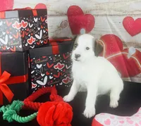 #5 BOY, a male Jack Russell Terrier and Poodle - Miniature  for sale in Fort Worth, TX – Photo 4 of 5