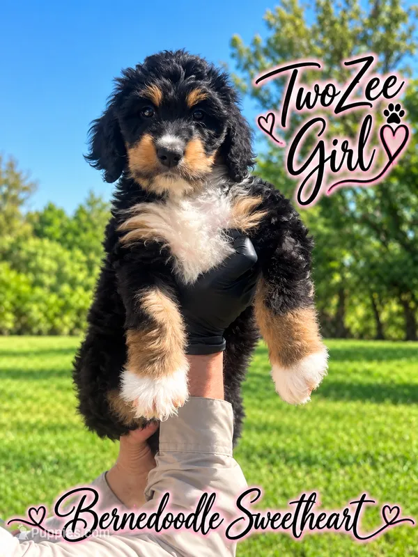 TwoZee – Bernedoodle puppy for sale in Fort Worth, TX