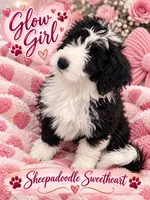 GLOW, a female Sheepadoodle for sale in Fort Worth, TX – 3 of 8