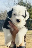 processed/3f372f00-9c60-473f-825a-91d138fc786a/listing/a50642e0-2ff8-4c96-a9e7-038b0da8d18f/1f16d5cd-c500-4b99-a22c-2656239ebdf9