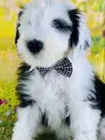 BO BOY, a male Old English Sheepdog for sale in Fort Worth, TX – Photo 6 of 10