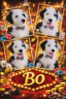 BO BOY, a male Old English Sheepdog for sale in Fort Worth, TX – Photo 1 of 10
