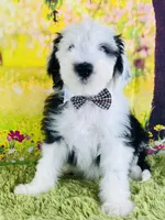 BO BOY, a male Old English Sheepdog for sale in Fort Worth, TX – Photo 5 of 10