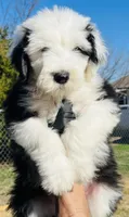 BO BOY, a male Old English Sheepdog for sale in Fort Worth, TX – Photo 9 of 10