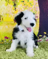 BO BOY, a male Old English Sheepdog for sale in Fort Worth, TX – Photo 3 of 10