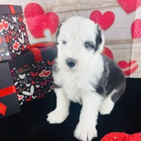 processed/3f372f00-9c60-473f-825a-91d138fc786a/listing/a50642e0-2ff8-4c96-a9e7-038b0da8d18f/9b3db0e5-bc52-418f-90d7-34698dd9622f