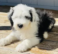 BO BOY, a male Old English Sheepdog for sale in Fort Worth, TX – Photo 7 of 10