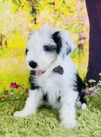 BO BOY, a male Old English Sheepdog for sale in Fort Worth, TX – Photo 4 of 10