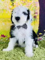 BO BOY, a male Old English Sheepdog for sale in Fort Worth, TX – Photo 2 of 10