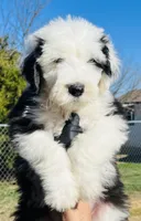 BO BOY, a male Old English Sheepdog for sale in Fort Worth, TX – Photo 8 of 10