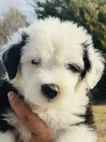 processed/3f372f00-9c60-473f-825a-91d138fc786a/listing/a50642e0-2ff8-4c96-a9e7-038b0da8d18f/f8b5c7ea-9a83-4df3-9f90-7f8e74d37ce8