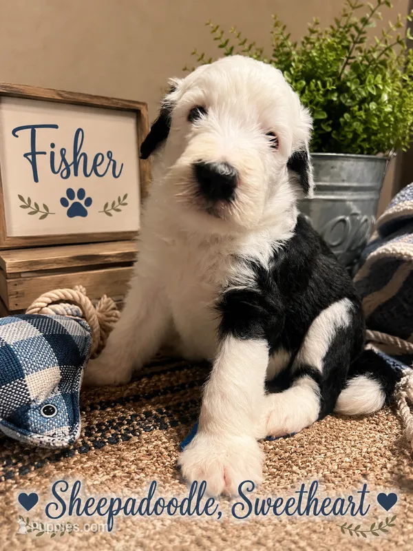 FISHER – Sheepadoodle puppy for sale in Fort Worth, TX