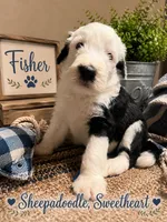 FISHER, a male Sheepadoodle for sale in Fort Worth, TX – 1 of 1