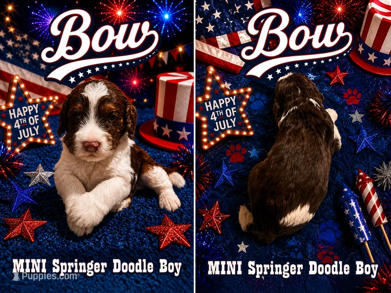 MINI Bow Boy – Springer Doodle puppy for sale in Fort Worth, TX