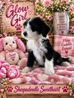 GLOW, a female Sheepadoodle for sale in Fort Worth, TX – 6 of 8