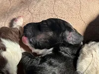 AKC STANDARD POODLE, a female Poodle - Standard  for sale in Fort Worth, TX – Photo 8 of 9