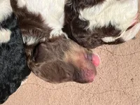 AKC STANDARD POODLE, a female Poodle - Standard  for sale in Fort Worth, TX – Photo 7 of 9