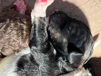 AKC STANDARD POODLE, a female Poodle - Standard  for sale in Fort Worth, TX – Photo 9 of 9