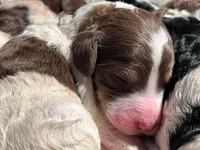 AKC STANDARD POODLE, a female Poodle - Standard  for sale in Fort Worth, TX – Photo 6 of 9