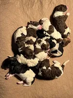 AKC STANDARD POODLE, a female Poodle - Standard  for sale in Fort Worth, TX – Photo 3 of 9