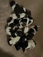 AKC STANDARD POODLE, a female Poodle - Standard  for sale in Fort Worth, TX – Photo 4 of 9