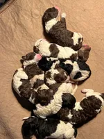 AKC STANDARD POODLE, a female Poodle - Standard  for sale in Fort Worth, TX – Photo 2 of 9